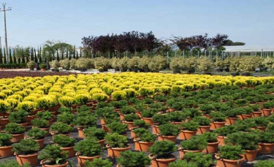 Pistoia, sventato furto in azienda vivaistica