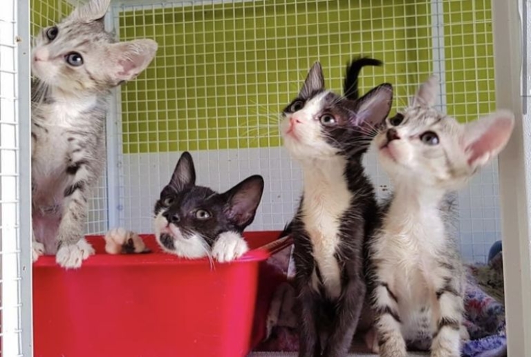 Pistoia: Sì al Gattile Comunale