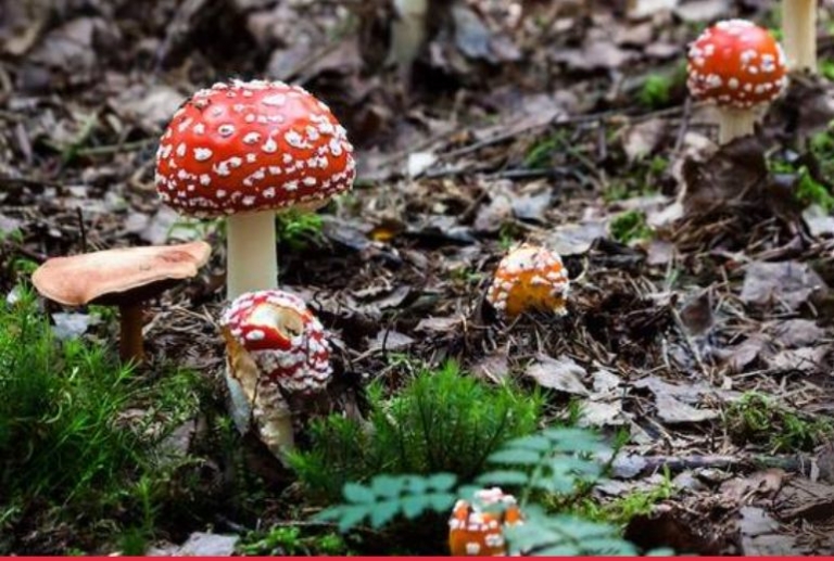 Padule di Fucecchio: seminario per la raccolta funghi