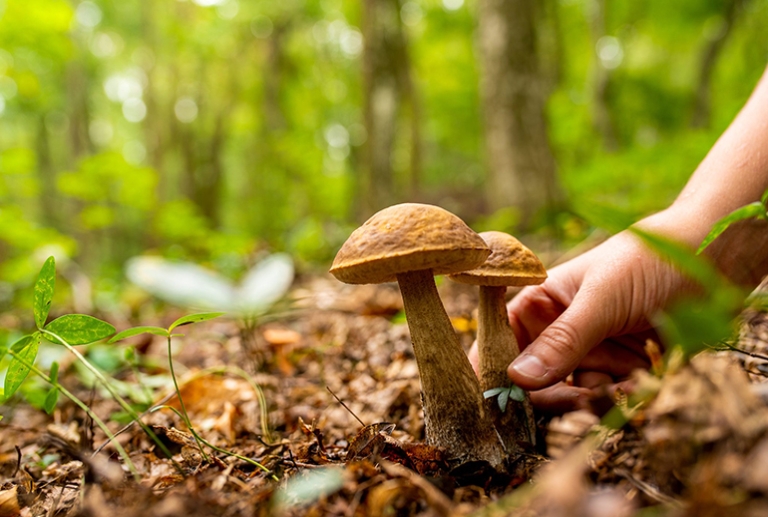 Bastava una lettera.. “Pescia invasa dai cercatori di funghi”