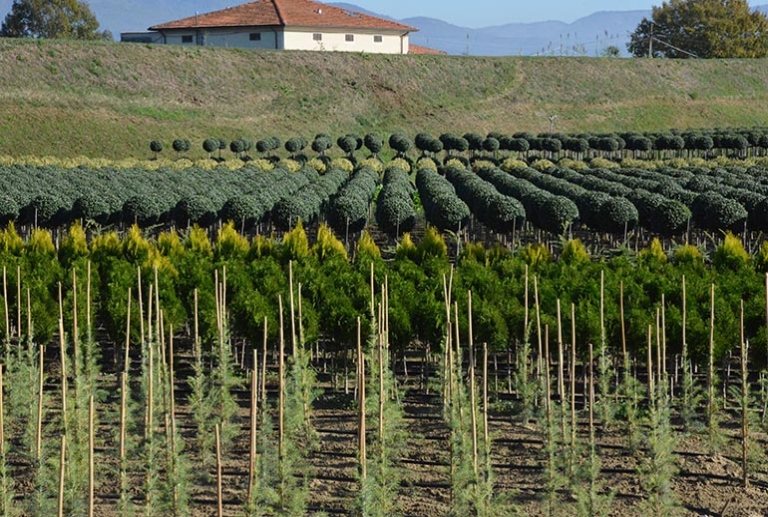 Vivaismo pistoiese, 320mila euro dal Comune