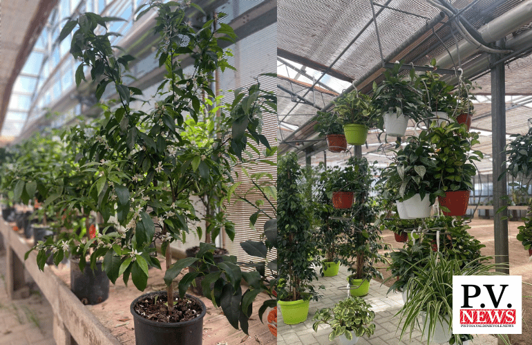 antagonisti naturali e insetti predatori per difesa piante vivaio Pistoia