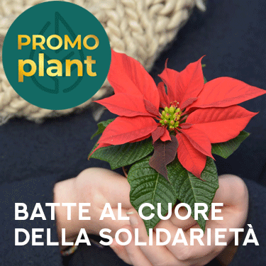 350x350 stella d'italia promoplant economia