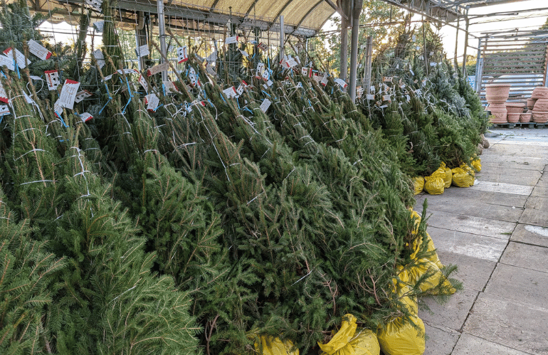 Abeti normandiani argentati e rossi disposti da Agri Garden è Natali