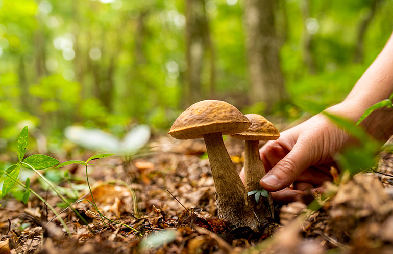 raccolta funghi pescia e pistoia