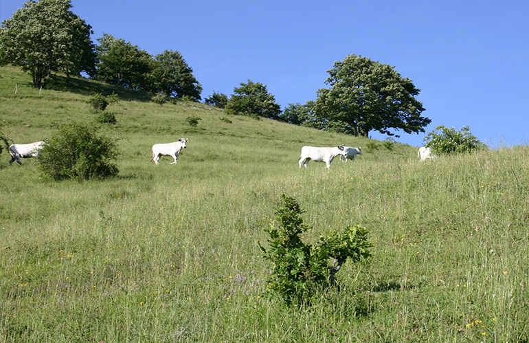 Vitellone Bianco Appennino Centrale Igp festeggia 25 anni