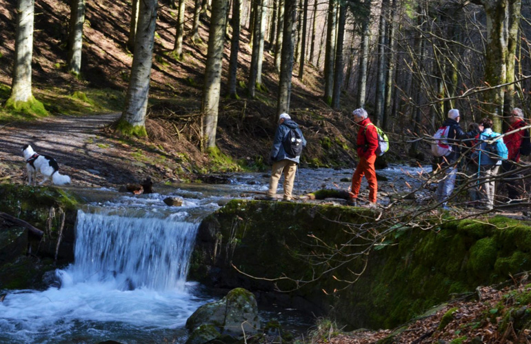 foresta dell'acquerino