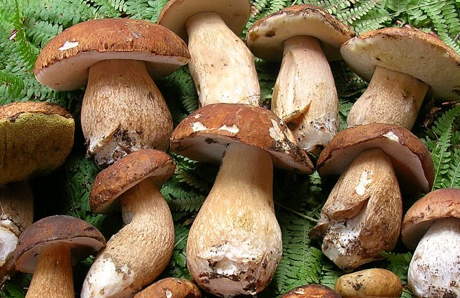 funghi