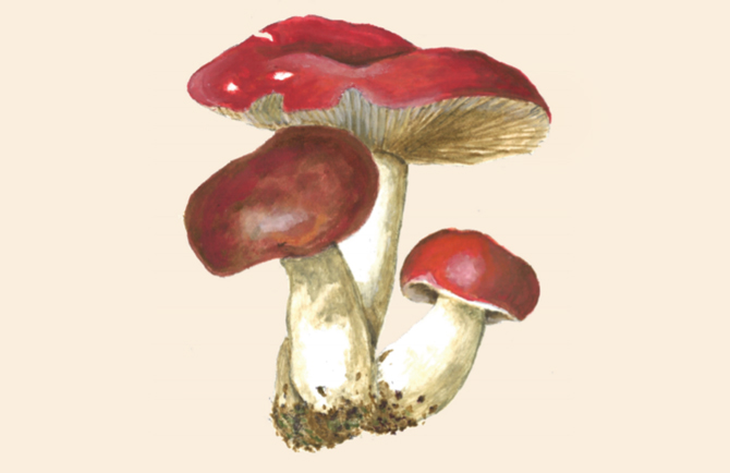 mostramicologica16