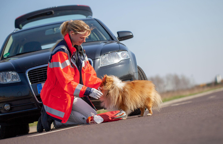 soccorso animali