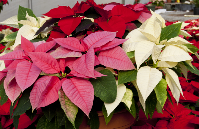 Stella Di Natale Significato.A Natale Piante E Fiori Da Regalare E Per Decorare Pistoia Valdinievole News