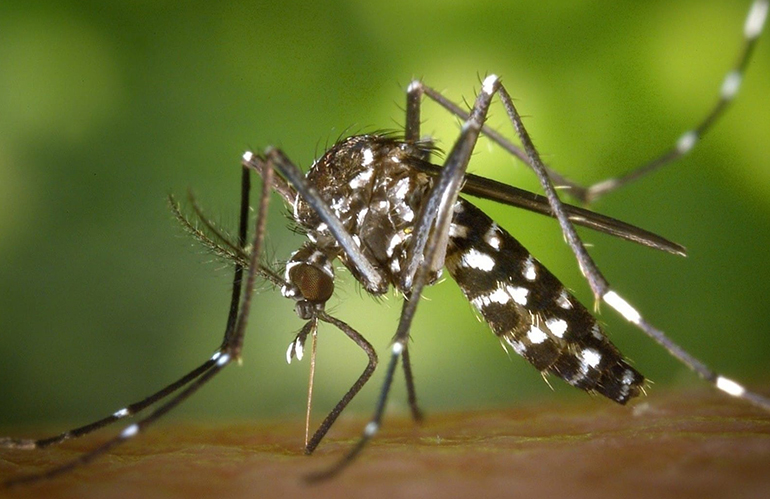 Serravalle civica su disinfezione antizanzare