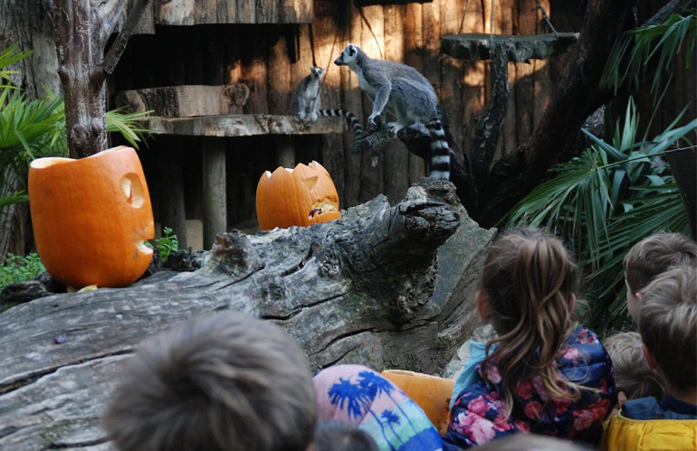 bambini-allo-zoo-pistoia-halloween