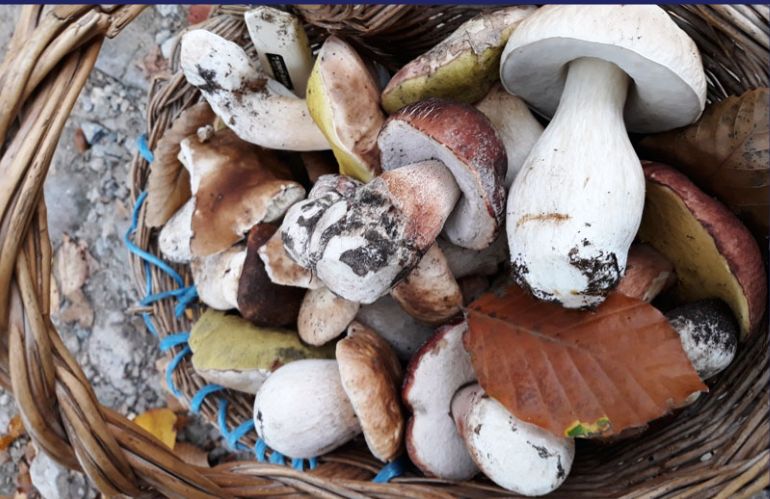 regole e zone per raccolta porcini